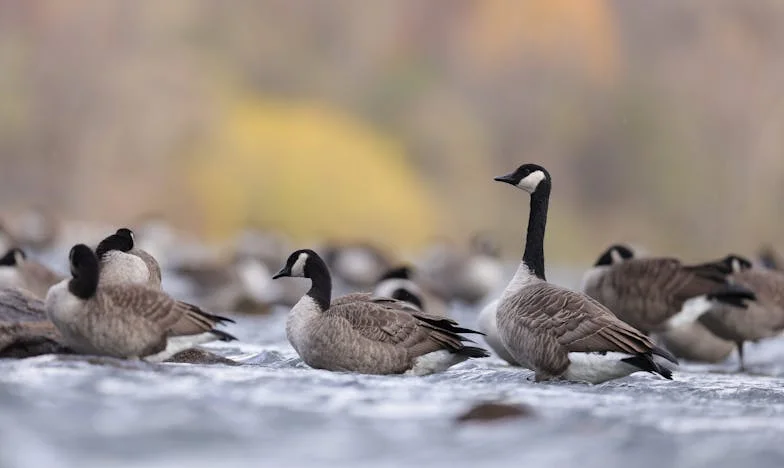 I Won't Give Up My Home for Someone Else's Mistakes – Emily's Battle for Her Sanctuary