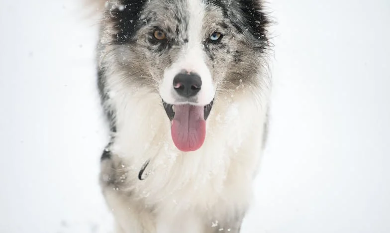 “Mom, You Missed a Spot!” – My Life as the Invisible Mother-in-Law