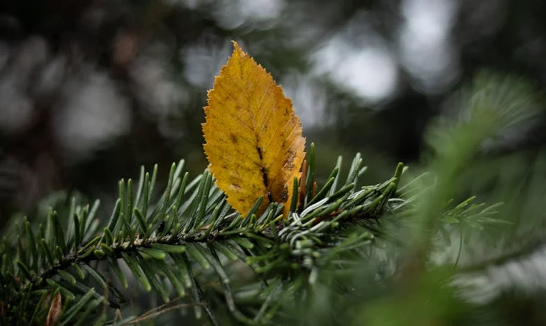 My Brother’s Car, My Nightmare: How a Family Favor Shattered My Peace