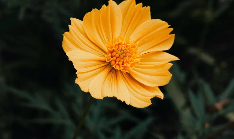 “No, Your Mother Is Not Moving In With Us!” – My Struggle for Home, Marriage, and My Own Dignity