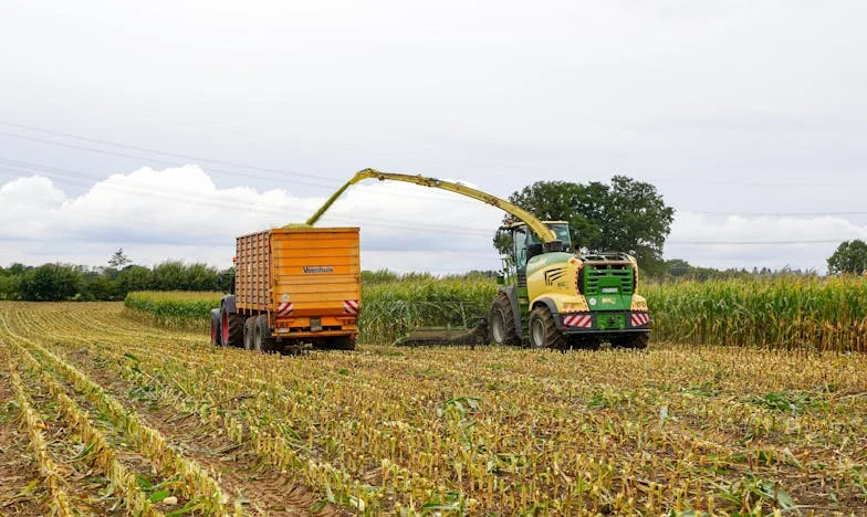 Stirring the Past: Sleepless Nights and Sautéed Onions