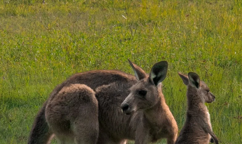The Couch of Dreams: A Story of Love, Secrets, and Shelter