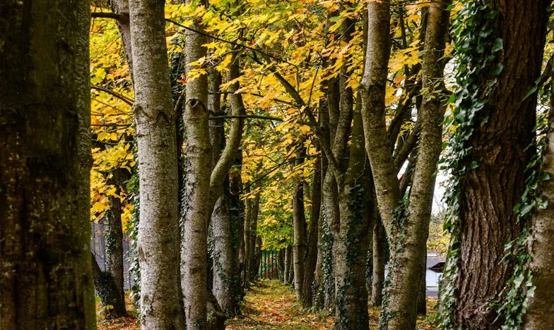 The Last Will: When Family Ties Snap