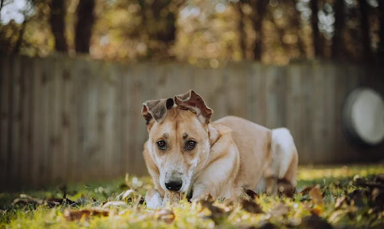 The Morning I Learned What Kindness Means: A Snow Day Story