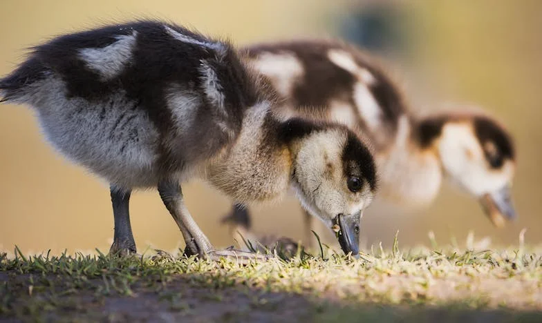 Trading City Lights for Country Roads: A Son's Reckoning