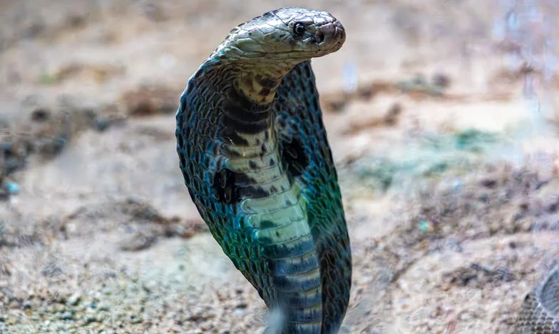 When Family Sees You as an Address: The House My Niece Tried to Steal