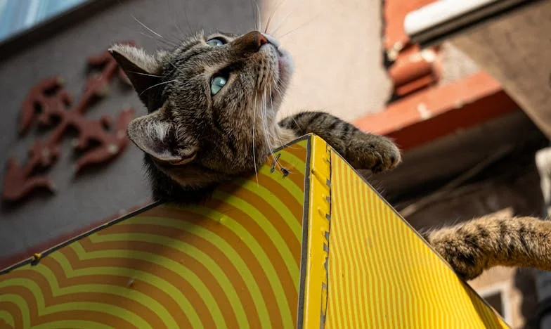 When the Truth Hurts: Emily's Stand for Justice on Main Street