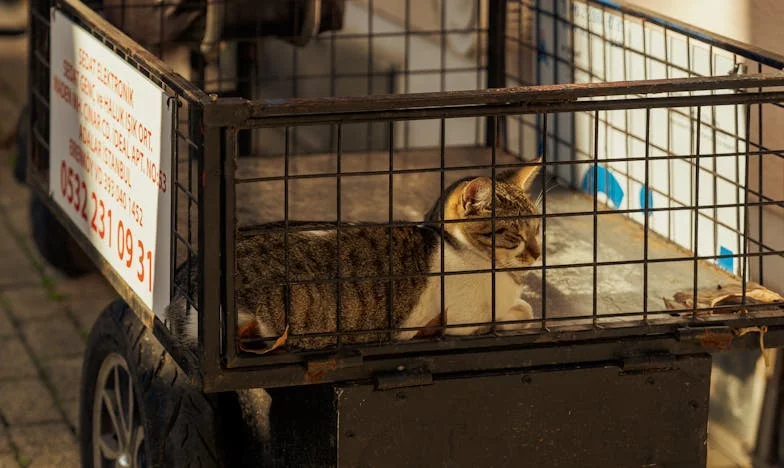 Where My Heart Still Beats: A Tale of Roots and Letting Go