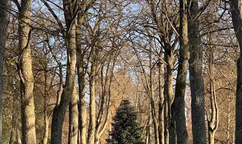 Between Two Fires: When My Husband Can't Tell His Mother We Can't Have Children