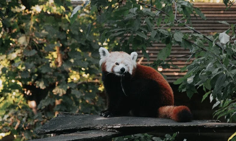 Dancing Through the Crisis: A Second Chance at Life