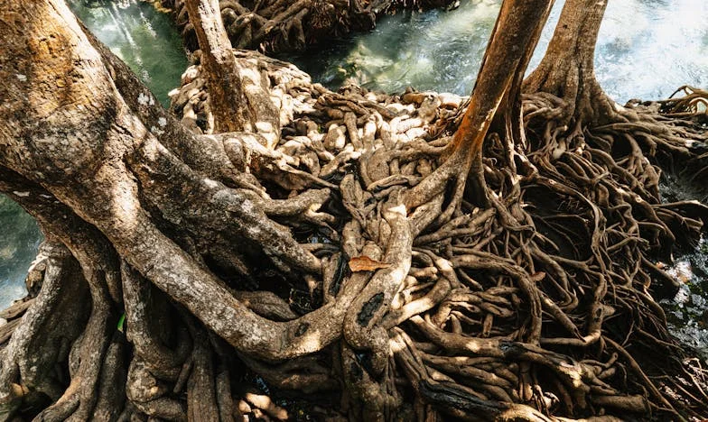 Dusk Reunion: A Story of Self-Acceptance and Forgiveness