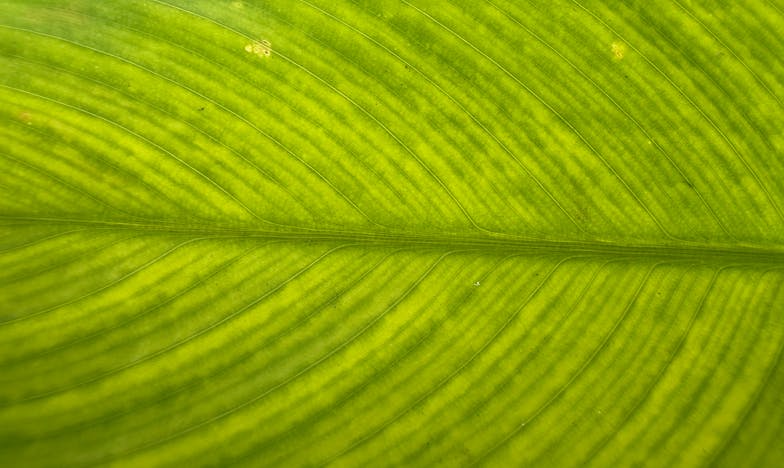 Forbidden Fruit in Suburbia