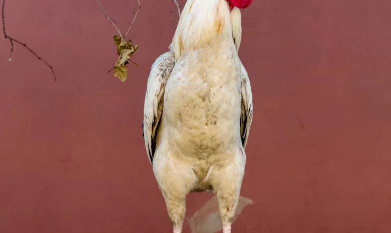 I Am This Person, Not Someone Else