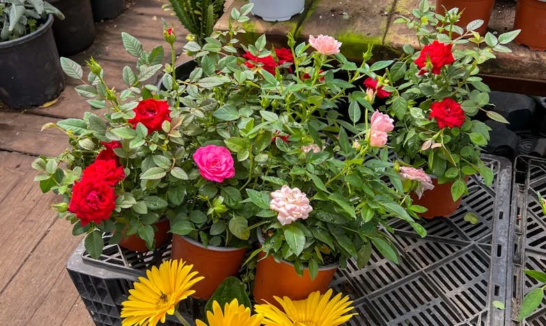 I Knew You Could Hear Me, Mom