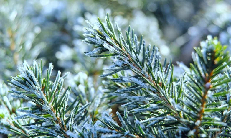 Instead of Dessert—Soup: A Story of Kindness That Warms the Heart