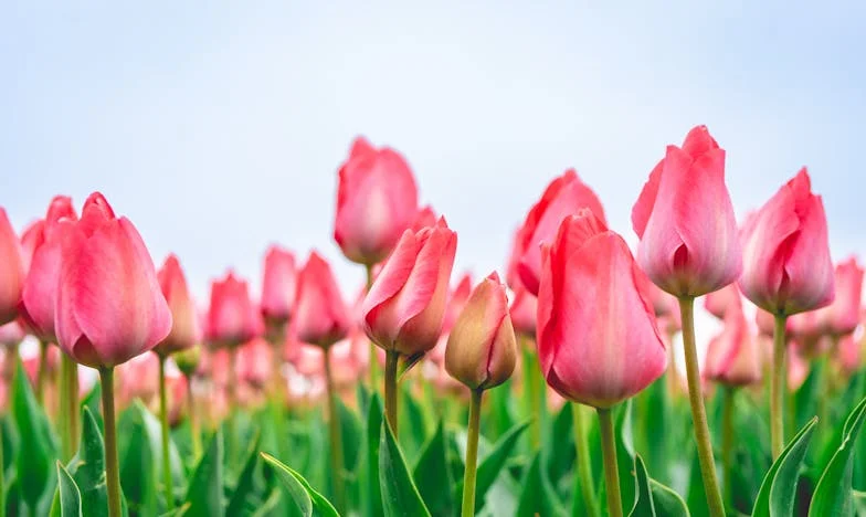 No Room for Mom: A Story of Loneliness and Love Lost in America