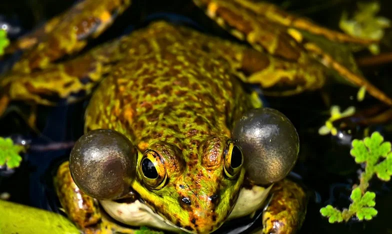 Pause? First Pay Off the Mortgage! – A Family Drama Over a Condo in Chicago