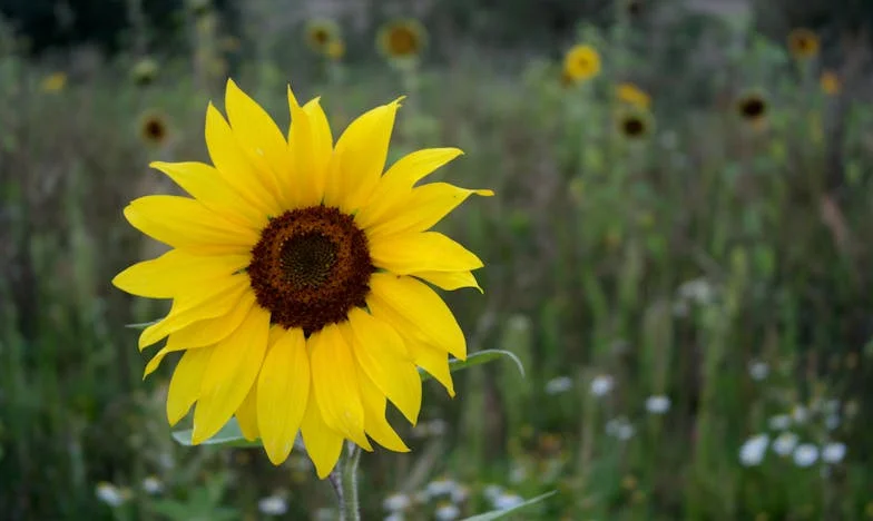 Shattered Hopes: The Cost of Love