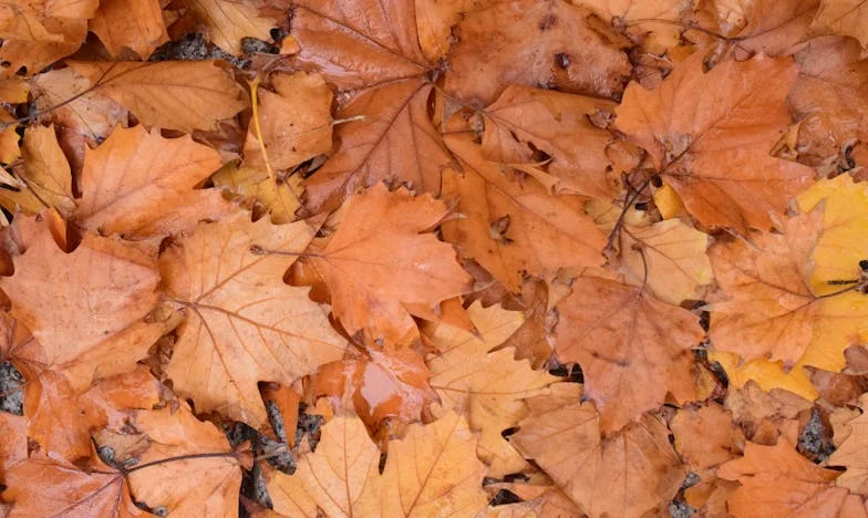 Shattered Trust: A Father's Dilemma in the Heart of Home