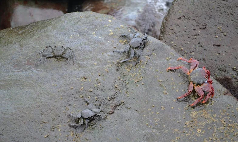 Stepmother's Shadow: My Fight for a Place to Belong