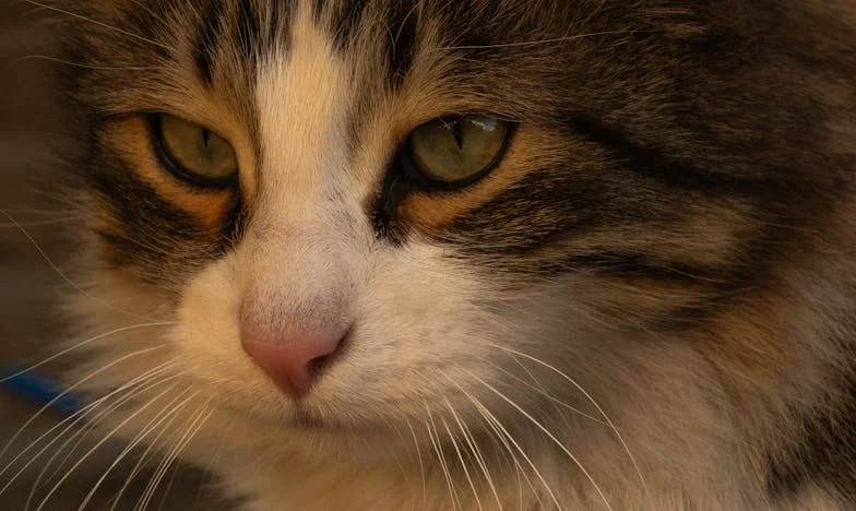 The Day My Marriage Fell Apart in My Mother's Living Room