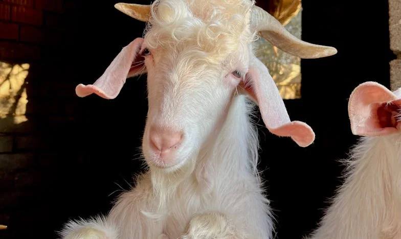 The Inheritance That Broke Us