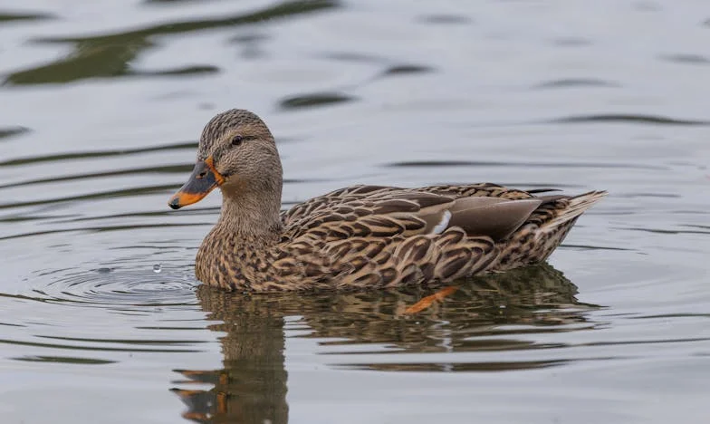 The Janitor's Secret: What I Found in That Trinket Changed Everything