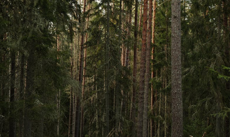 The Weight of Goodbye: A Life Carried in a Grocery Bag