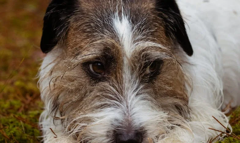 Through the Window: A Mother's Reckoning