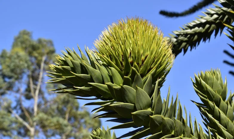 When Family Feels Like Strangers: The Day My Brother Came Home