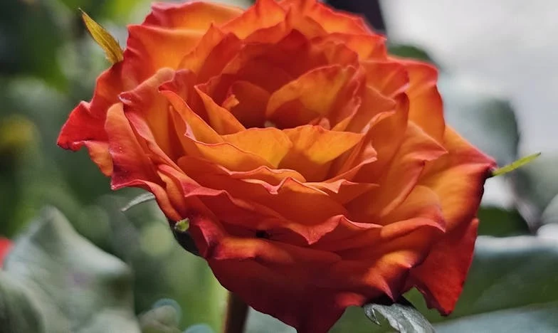 When My Mother-in-Law Knocked: The Day My World Turned Upside Down