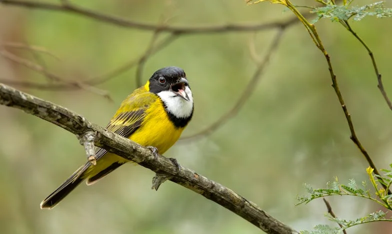 When the Walls Are Too Thin: My Story of Boundaries Betrayed