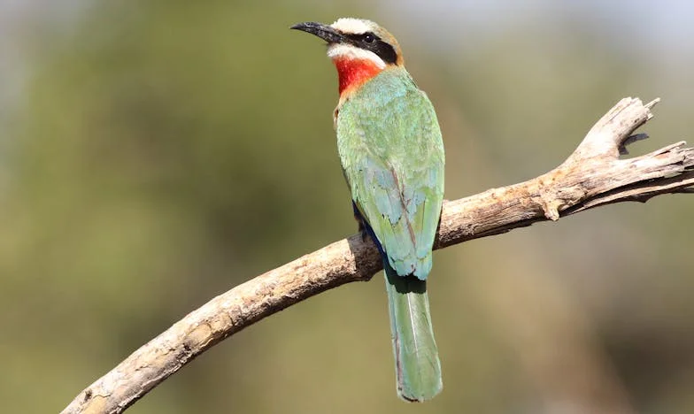 "I Lost My Faith in You": The Night a Single Doubt Destroyed Five Years of Love