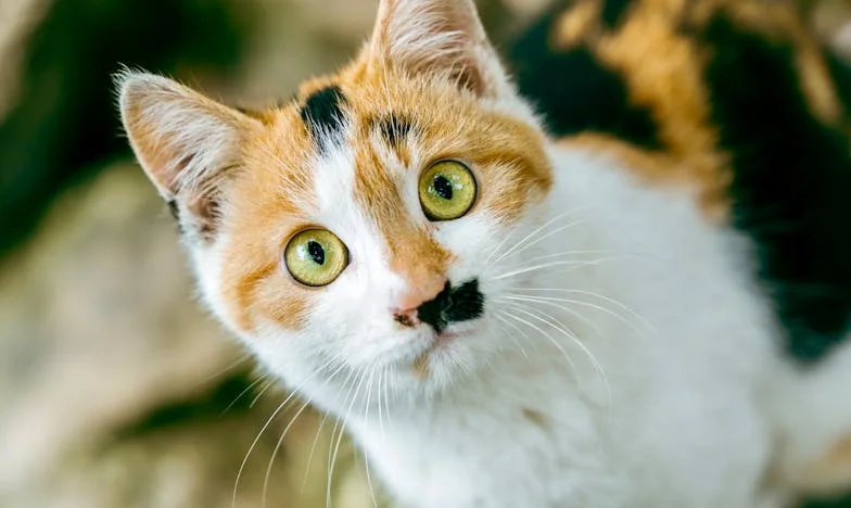 “It’s Just Dinner, What’s the Big Deal?” – The Night That Changed Everything in My Family