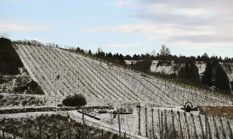 The Rift Between Me and Grandma Margaret: A Family Torn from Within