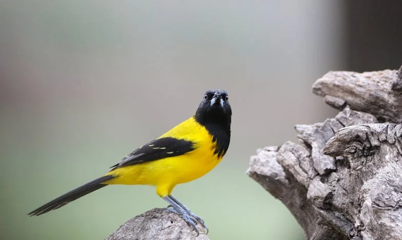 The Silence No One Hears: My Grandmother's Story and the Family That Forgot Her