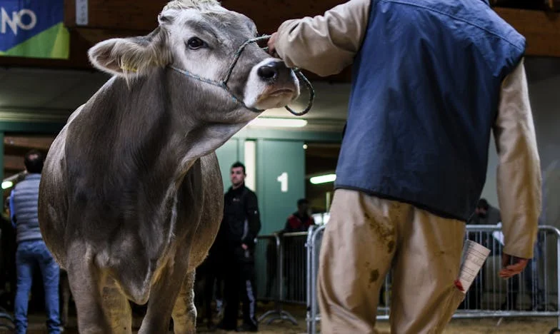 I Was Auctioned Off Bleeding, But He Bought Me to Save My Life