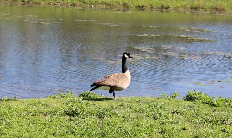 The Forbidden Farm: My Husband's Secret That Changed Everything