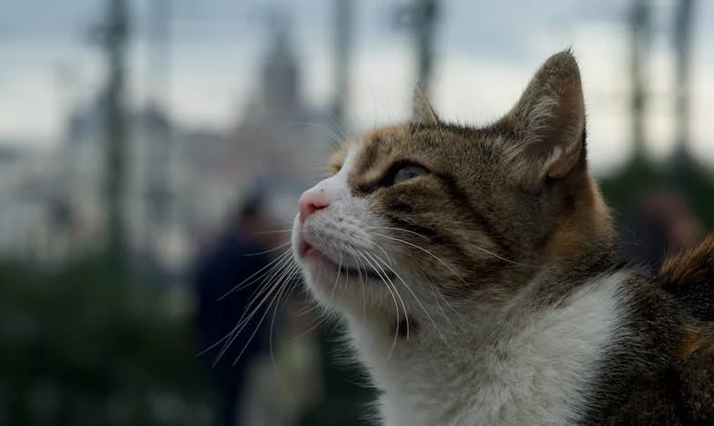 When Home Stops Feeling Like Home: My Story of Lost Closeness in My Son’s House