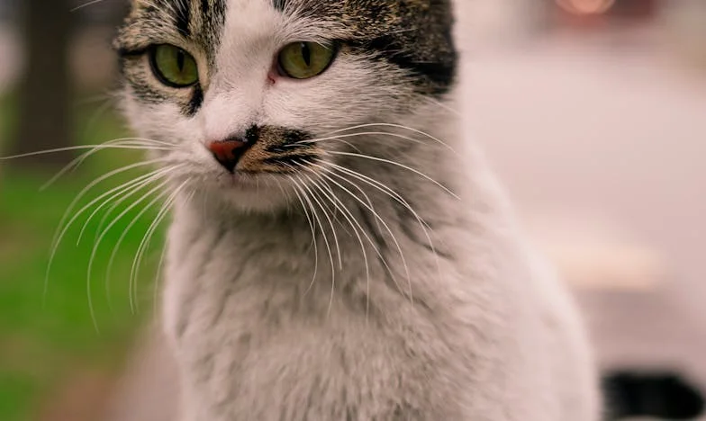 Dawn Bells and the Sweep of Hope – I Am the Son of a Street Sweeper