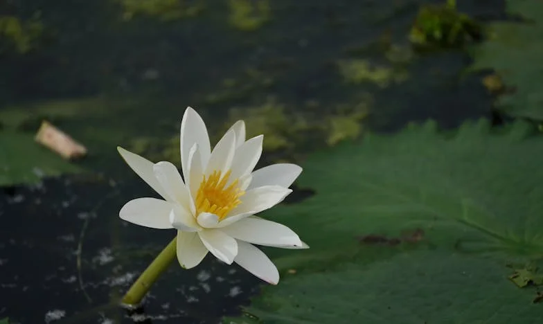 À la table du doute : quand mon mari ne mange que chez sa mère