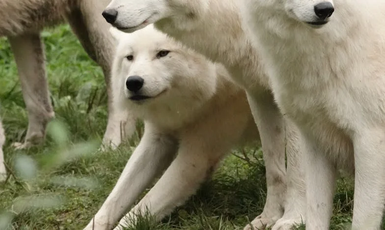 Au bord de l’asphyxie : Quand les liens familiaux étouffent l’amour