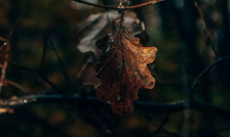 Deux mariages, aucun conte de fées : Le syndrome de Cendrillon d’Émilie