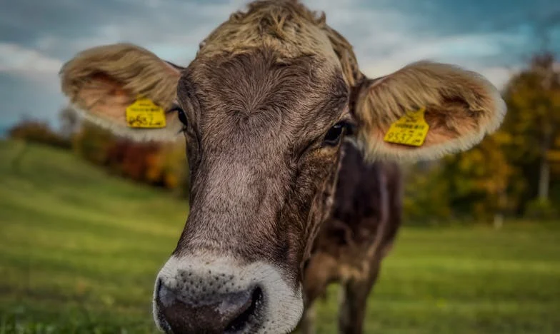 Deux visages, une vérité : Quand mes jumeaux ont tout bouleversé