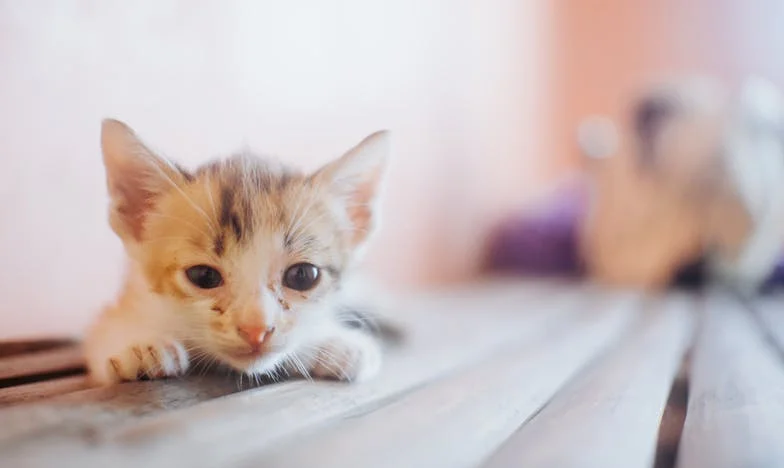 Entre Deux Feux : Mon Mari, Sa Mère et Moi