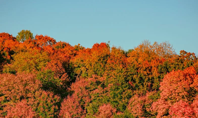 Entre Deux Mondes : Retourner au Village ou Partir pour Toujours ?