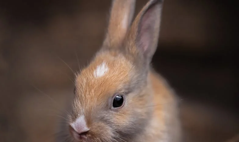 Entre l'amour d'une mère et la haine d'une belle-fille : Mon histoire
