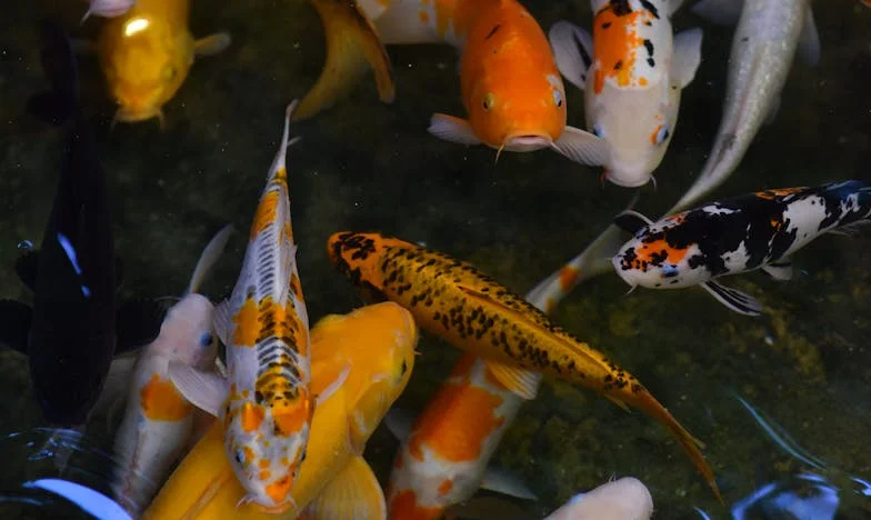 Entre le Sang et la Fierté : Mon Combat pour Trouver ma Place dans la Famille