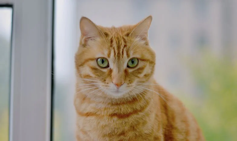 « Je ne peux plus faire semblant : ma belle-mère a brisé notre foyer »