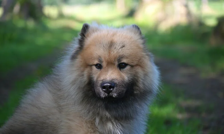 Le Coffre au Sous-sol : Le Secret de Grand-père Henri